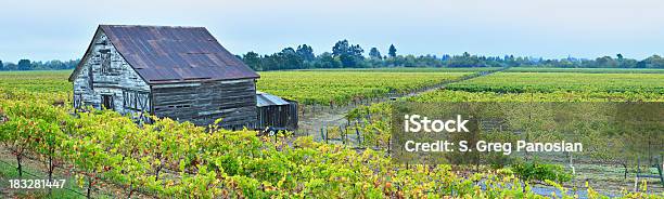 Panoramic Vineyard Landscape Stock Photo - Download Image Now - Agricultural Field, Agriculture, Barn