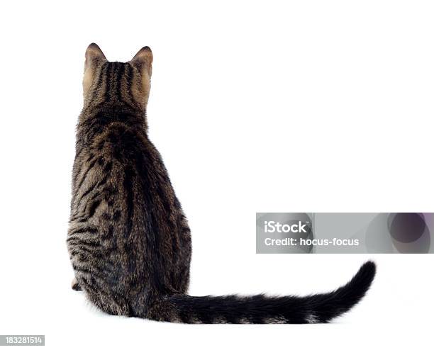 Foto de Gato Bonito e mais fotos de stock de Gato doméstico - Gato doméstico, Figura para recortar, Cauda