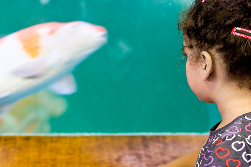 Royalty free stock photo of child aged 4 years old looking at Koi Carp in aquariumThis file has a
