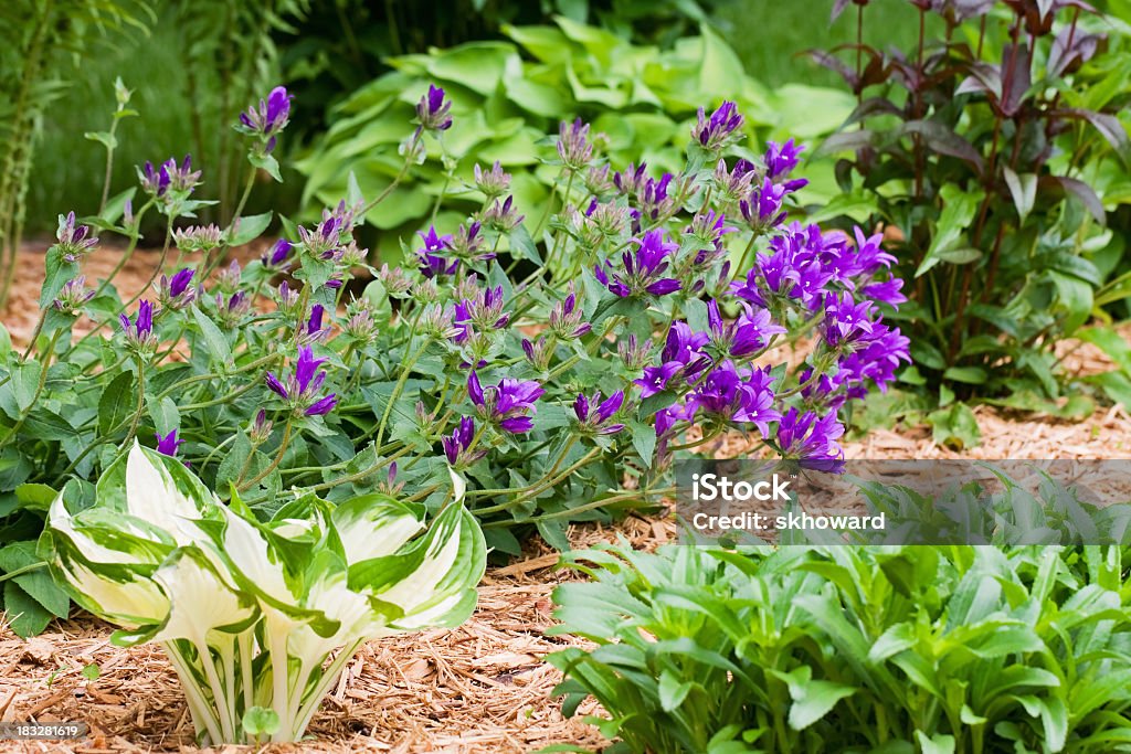 Mehrjährige Pflanze Blume Garten mit Laubdecke - Lizenzfrei Holzspan Stock-Foto