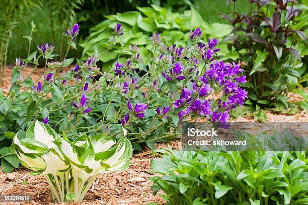 Mehrjährige Pflanze Blume Garten Mit Laubdecke Stockfoto und mehr Bilder von Holzspan - Holzspan, Hausgarten, Baumblüte