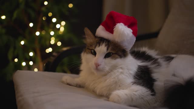 Cute cat in Christmas red hat with pompom lies in armchair, looks at camera against background of glowing garland, white fluffy pet is resting dissatisfied, atmosphere of the new year, concept of holiday, camera movement