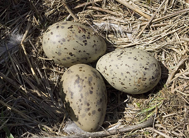 Nest com Gaivota Ovos - fotografia de stock