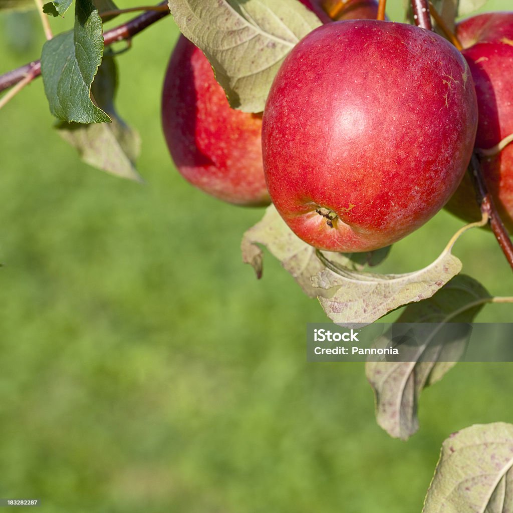 Manzanas de árbol - Foto de stock de Agricultura libre de derechos