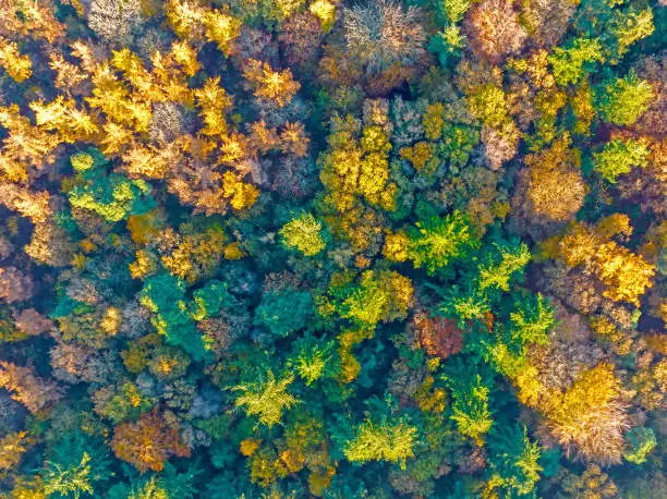 Photo of Aerial topshot from trees in fall in the Netherlands Europe
