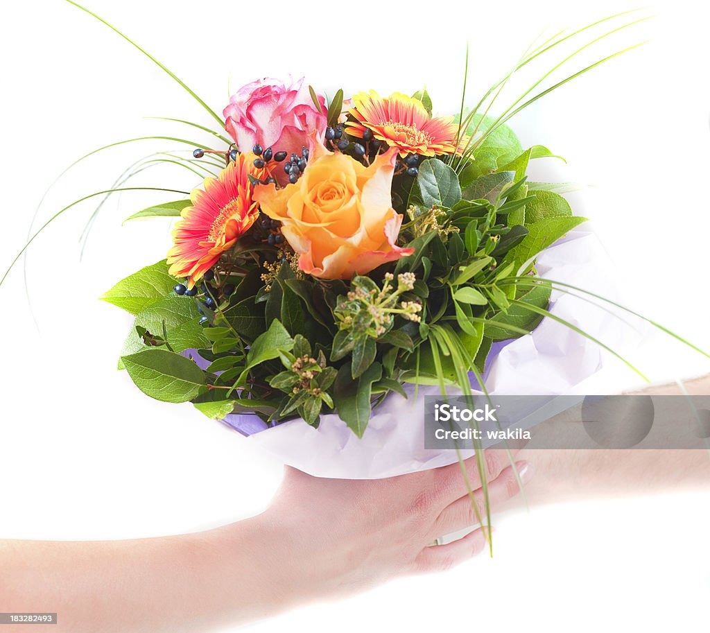 red tulip bunch as gift human hands making a bunch of red tulips as gift Adult Stock Photo