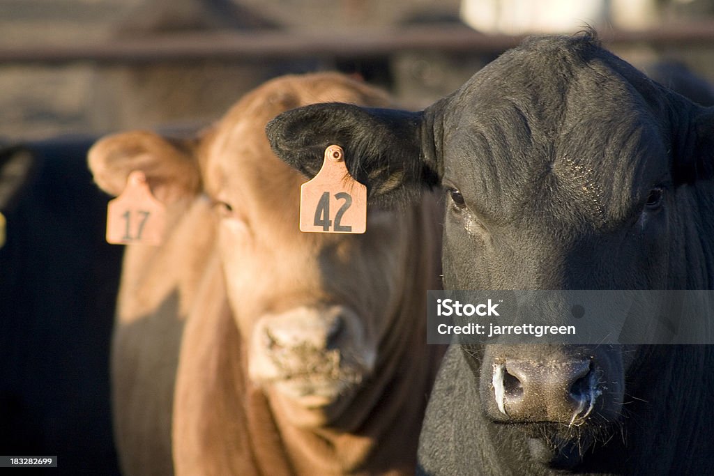 LIvestock 4 Cows 42 and 17 apparently. Cattle Stock Photo