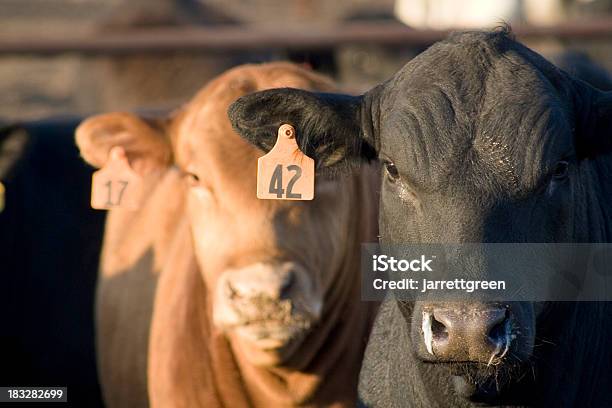 Livestock 4 Stock Photo - Download Image Now - Cattle, Cow, Domestic Cattle