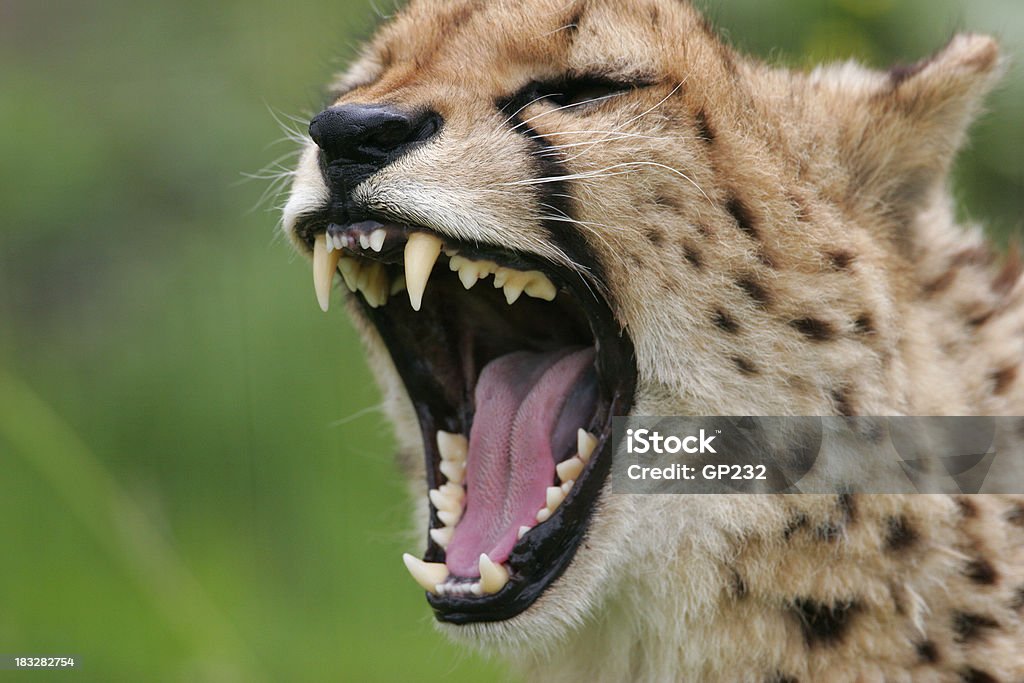 Гепардовый принт - Стоковые фото Агрессия роялти-фри