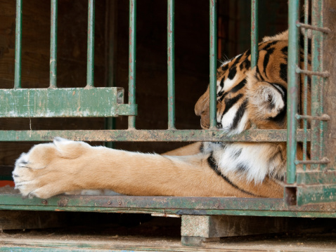 A tiger resting in a cage