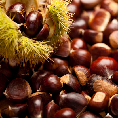Chestnuts in hedgehogs hang growing in the garden before harvest at autumn season. Chestnuts forest in SpainmBanner