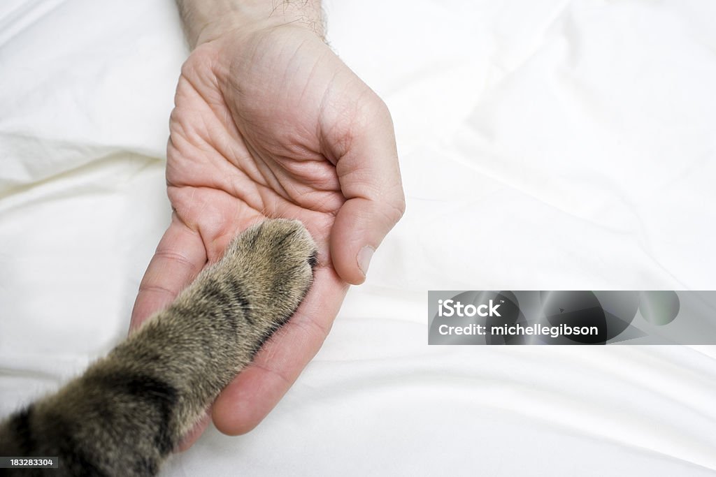 Cura per gatti - Foto stock royalty-free di Gatto domestico