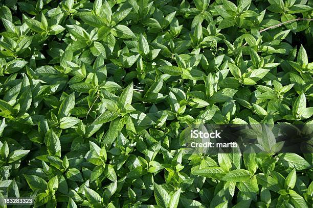 Mint Stockfoto und mehr Bilder von Blatt - Pflanzenbestandteile - Blatt - Pflanzenbestandteile, Blume, Draufsicht
