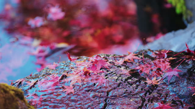 Water flow through autumn leaves