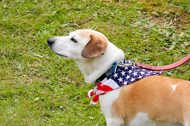 istock Dog wearing American Flag Scarf 183283357