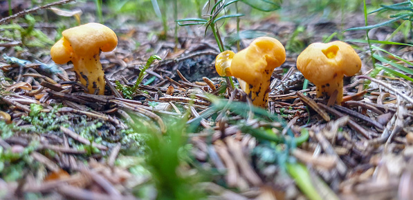 Low angle view of three chanterelle mushrooms growing in the forest