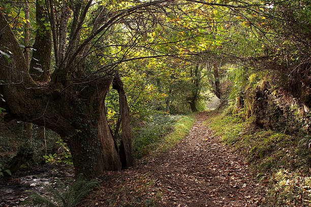 Chemin à travers la Forêt d'automne - Photo