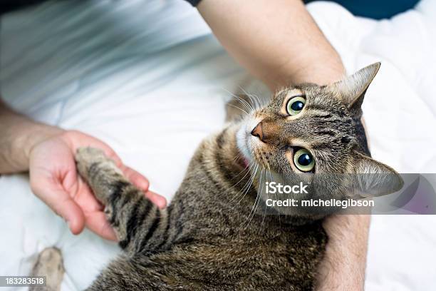 Cat Love Foto de stock y más banco de imágenes de Abrazar - Abrazar, Adulto, Agarrar