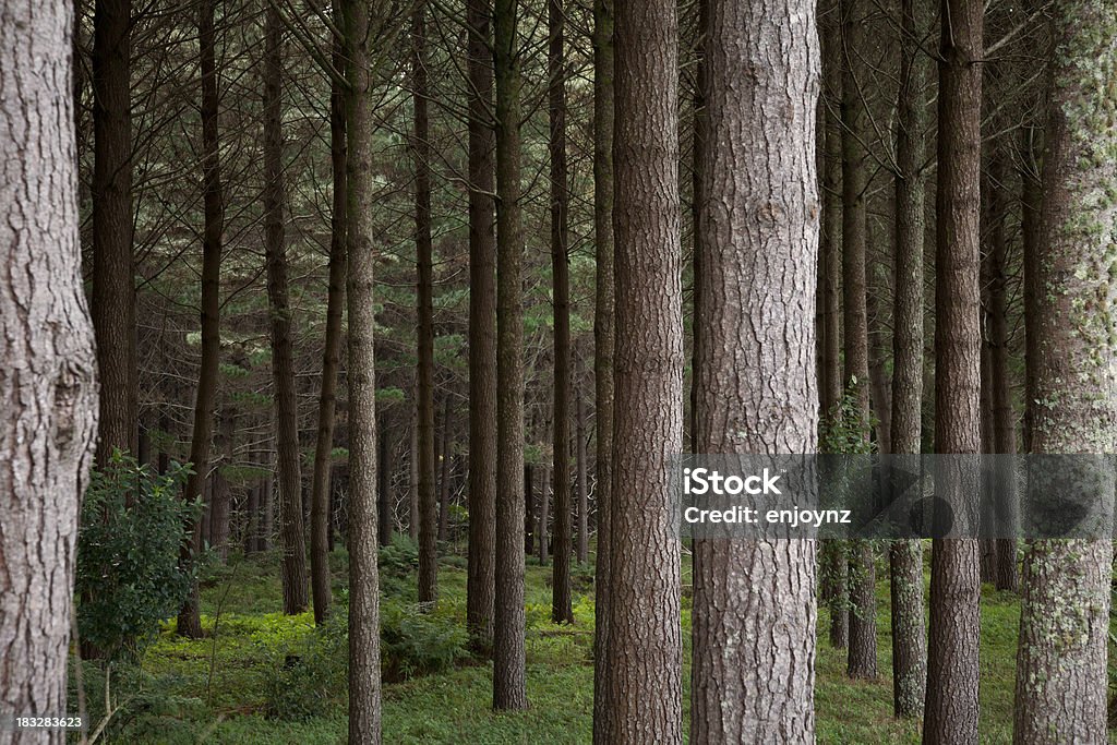 Лес - Стоковые фото Без людей роялти-фри