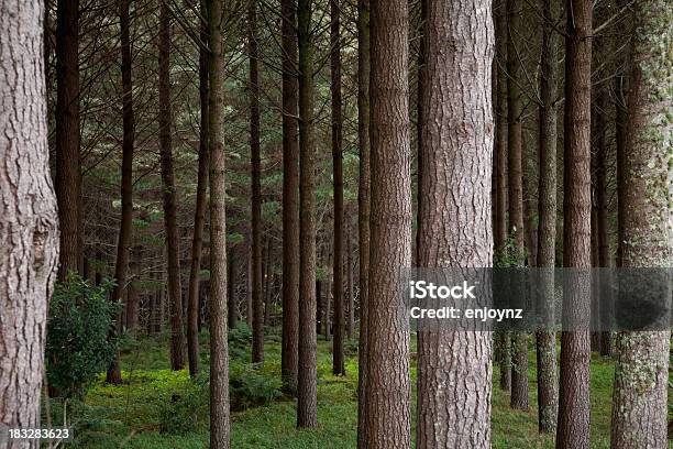 Лес — стоковые фотографии и другие картинки Без людей - Без людей, Вечнозелёное дерево, Высокий