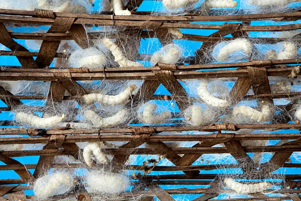 silk worm industry vietnam