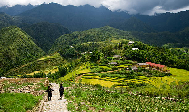 Sapa Rice Fields Hmong villagers walking through the rice fields in the mountain enclave of Sapa in northern Vietnam. miao minority stock pictures, royalty-free photos & images