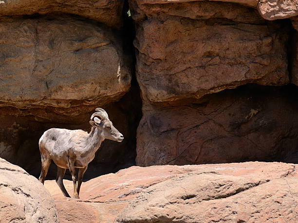 desert big horn, ovis canadensis nelsoni mouton - bighorn sheep sonoran desert animal sheep photos et images de collection