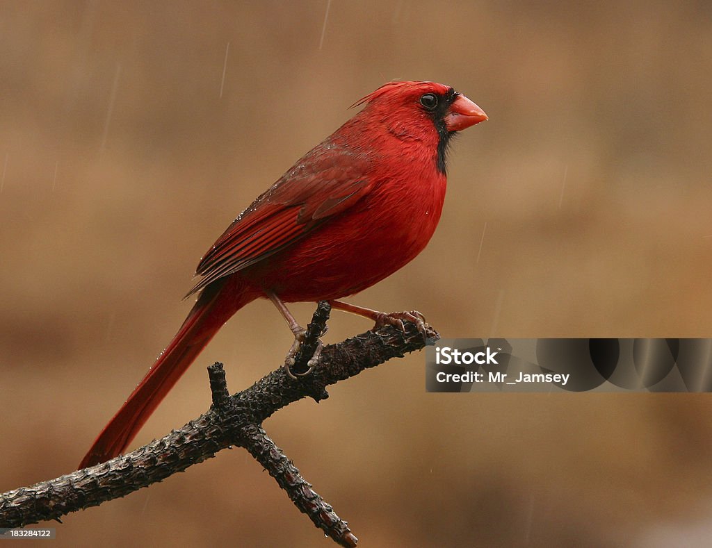 Cardinal tipo lluvia - Foto de stock de Ohio libre de derechos