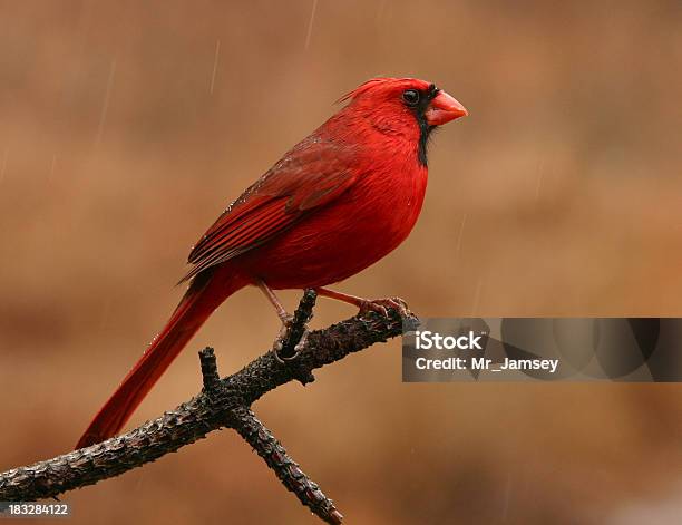 Cardinal Tipo Lluvia Foto de stock y más banco de imágenes de Ohio - Ohio, Pájaro cardenal, Animal