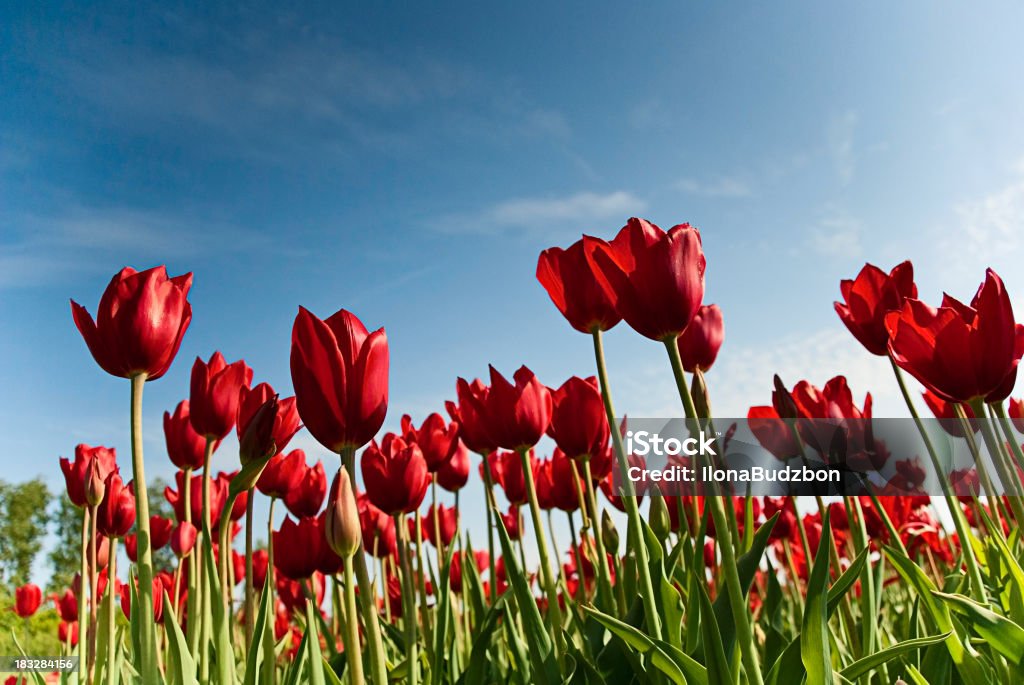 Czerwone Tulipany z poniżej - Zbiór zdjęć royalty-free (Bez ludzi)