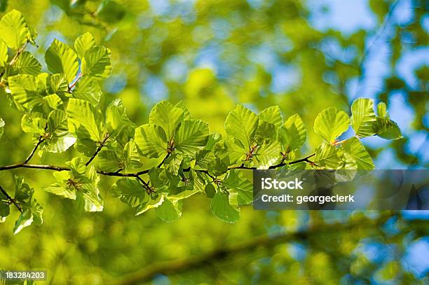 Frühling Frische Stockfoto und mehr Bilder von Buche - Buche, Blatt - Pflanzenbestandteile, Junger Erwachsener