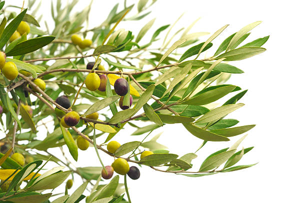 Olive branches with olives Olives on the branch. Isolated on white. olive tree cut out stock pictures, royalty-free photos & images
