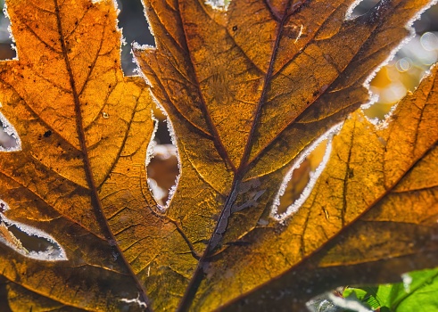 A close-up shot of a maple leaf with frost on the edges