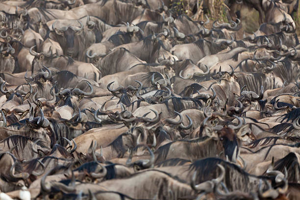 istock Hundreds of Wildebeest Packed Together Great Migration Masai Mara Kenya 183284847