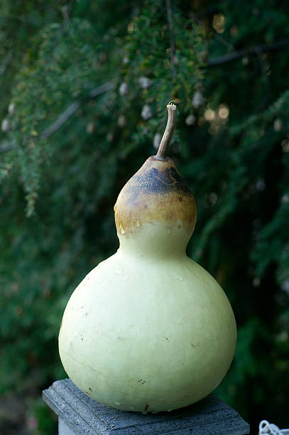 istock A close-up image of a birdhouse gourd 183284880