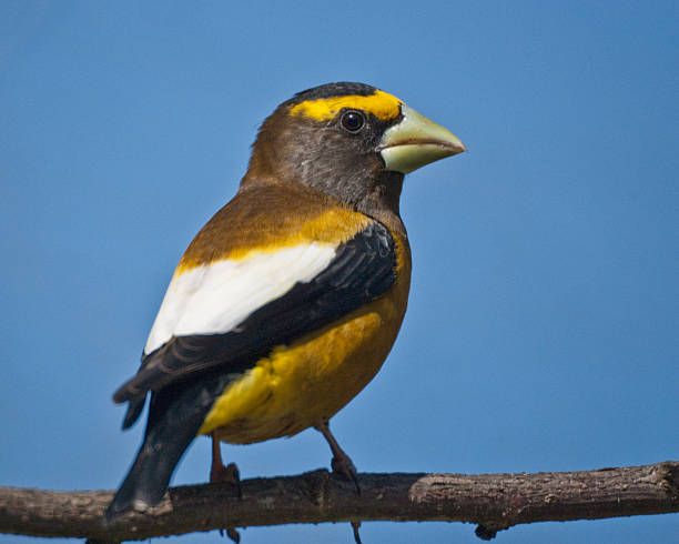 The Evening Grosbeak (Coccothraustes vespertinus) is a North American song bird in the finch family. The adult has a short black tail, black wings and a large grayish bill. The adult male has a bright yellow forehead and a pale yellow body. Its head is brown and the wing has a large white patch. The adult female is mainly olive-brown with gray underparts and with white wing patches. The evening grosbeak breeds in the coniferous and mixed forests across Canada and the mountainous western areas of the United States and Mexico. The migration of this bird is variable. It has been known to migrate to the southern United States. These birds forage in trees and bushes for seeds, berries, and insects. This male grosbeak was photographed while perched on a branch in Edgewood, Washington State, USA.