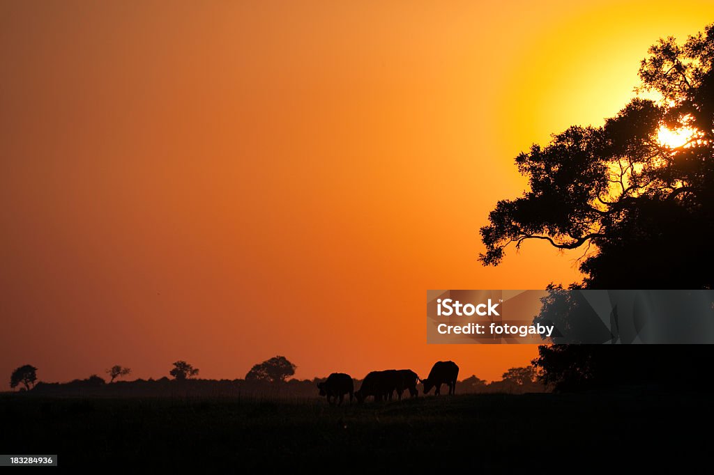 Afrikanischer Sonnenaufgang - Lizenzfrei Abenddämmerung Stock-Foto