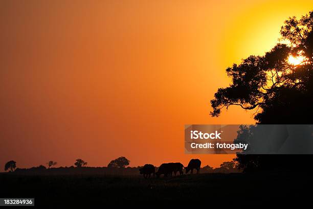 Afrikanischer Sonnenaufgang Stockfoto und mehr Bilder von Abenddämmerung - Abenddämmerung, Afrika, Afrikanischer Waldbüffel