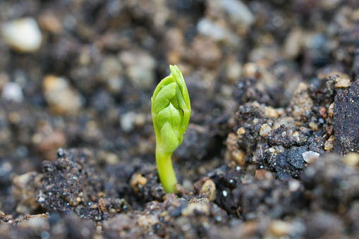 A sprout that has sprouted and sprouted from the soil