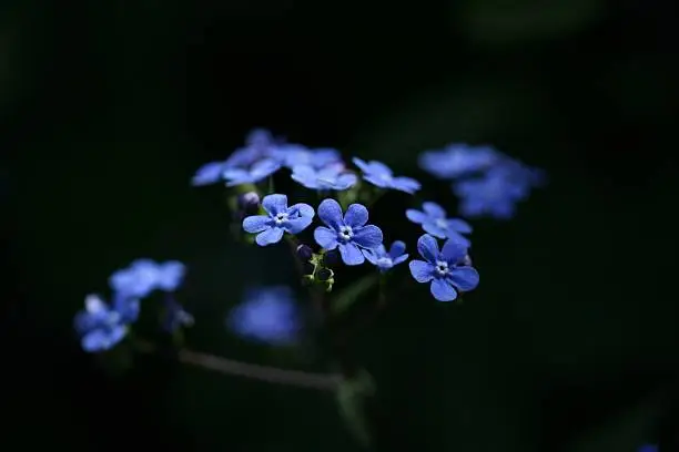 Electric blue flower cluster over dark background - shallow DOF