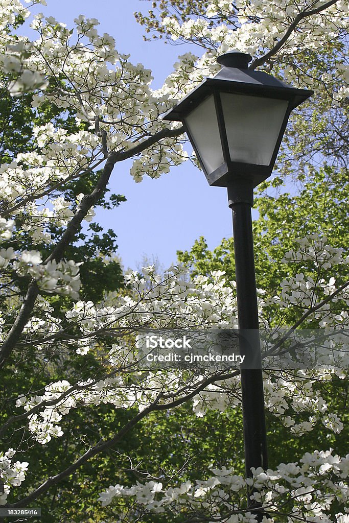 Lampe de rue et dogwoods - Photo de Arbre libre de droits