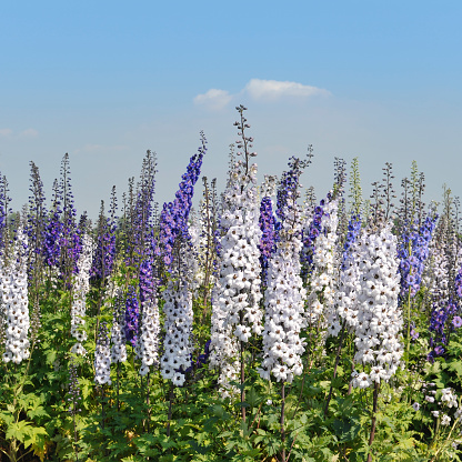 Flowerbed with beautiful white and purple delphinium flowers in summer.