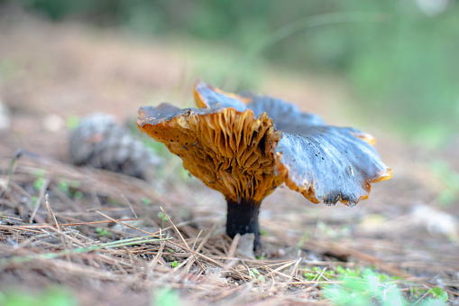 View of a mushroom on the soil in forest.