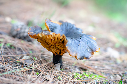 View of a mushroom on the soil in forest.