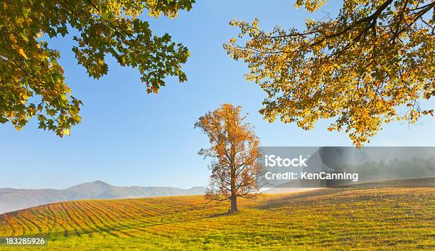 朝の秋のフィールドとツリー - オークの木のストックフォトや画像を多数ご用意 - オークの木, テネシー州, 田畑