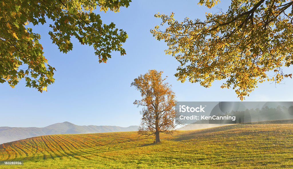Manhã de Outono campo e árvore - Foto de stock de Campo royalty-free