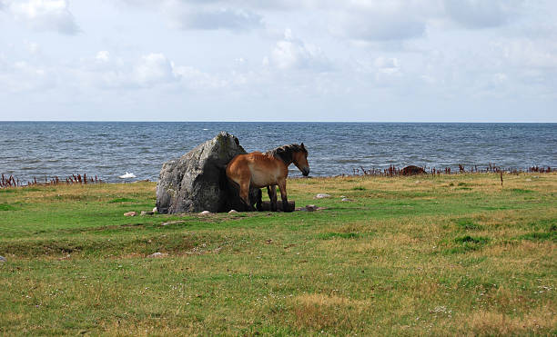 Horse scratching its butt against a rock stock photo