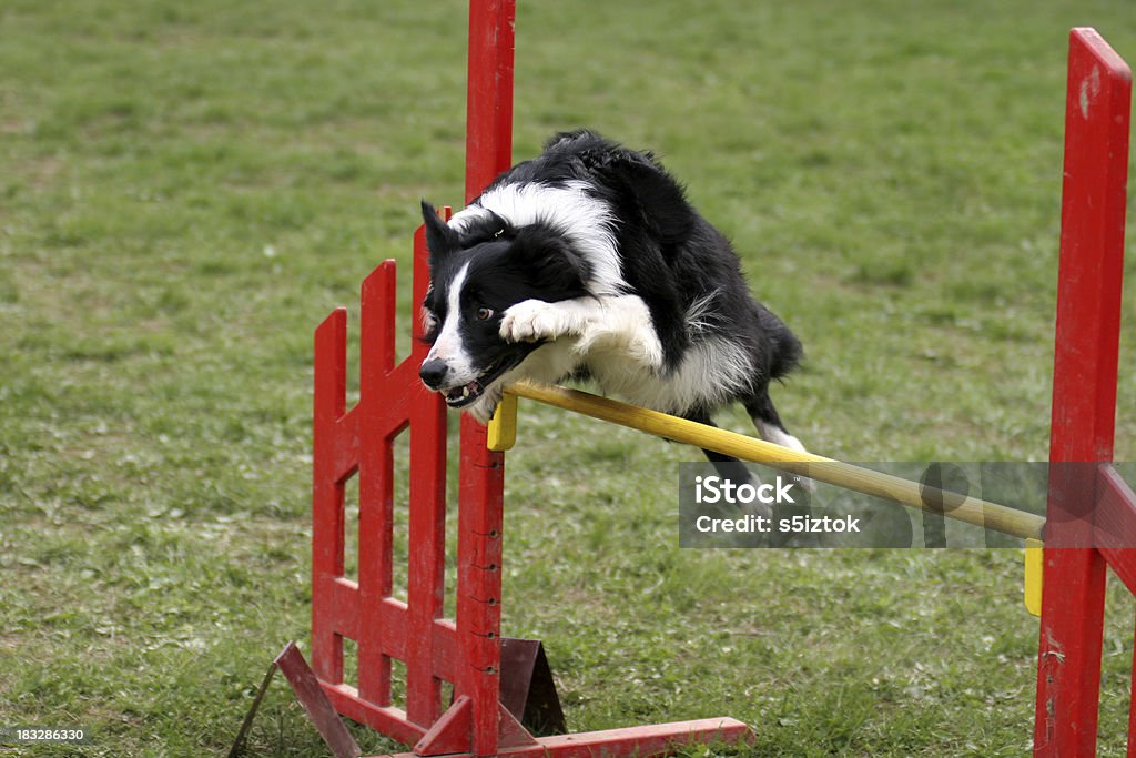 Sobre o obstáculo - Foto de stock de Animal Treinado royalty-free