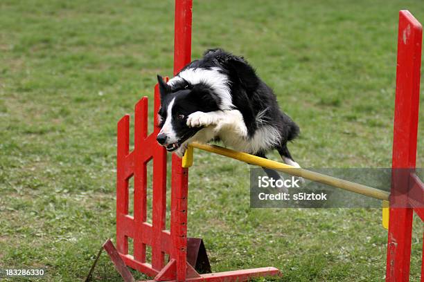 Foto de Sobre O Obstáculo e mais fotos de stock de Animal Treinado - Animal Treinado, Cão, Agilidade