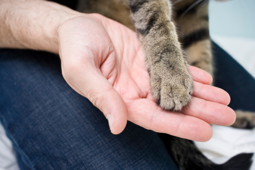 close up of a man's hand holding a cats paw